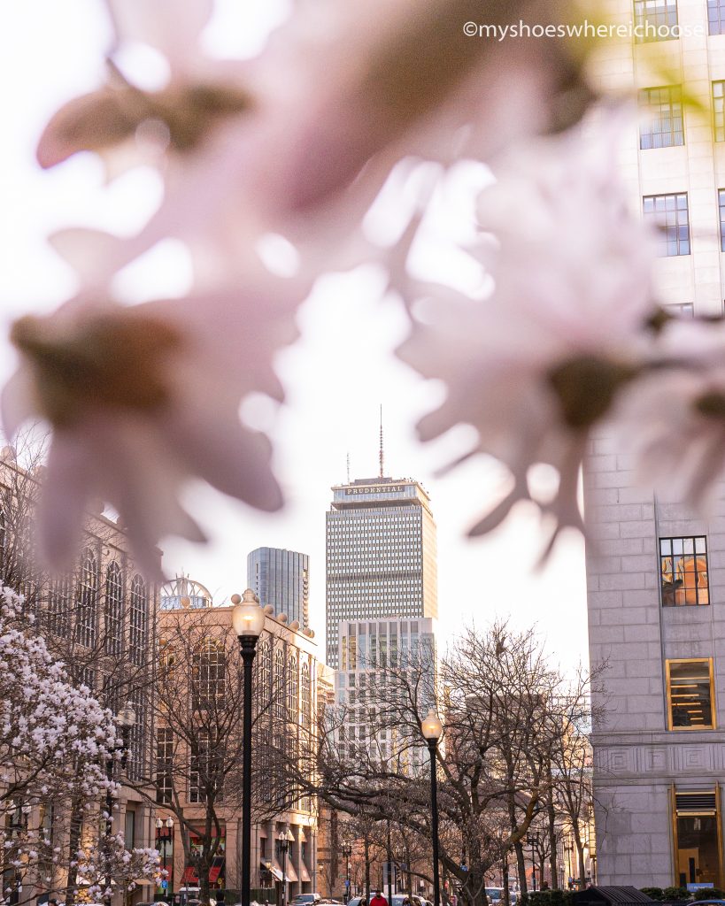 Framing the Prudential building with blossoms