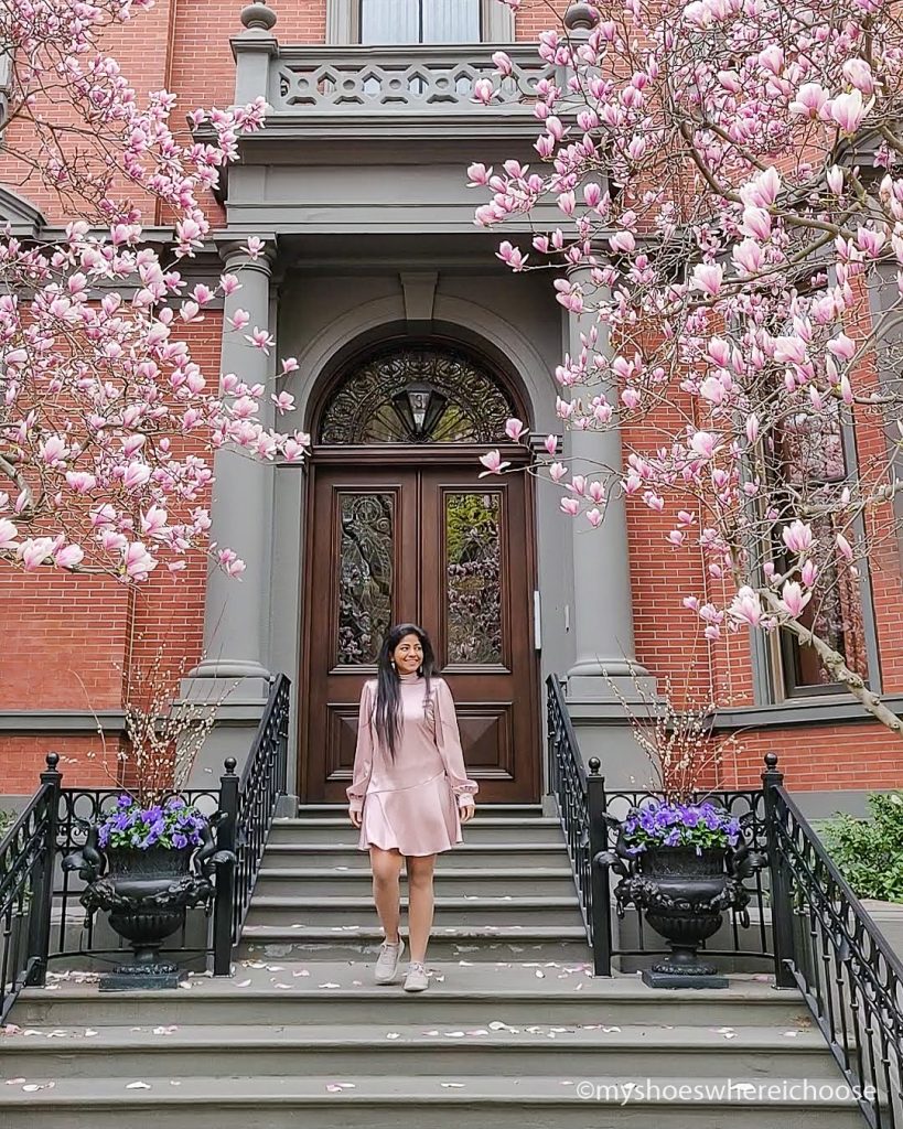 Magnolia trees lining Commonwealth Avenue, Boston