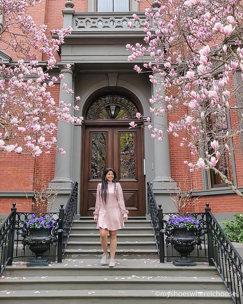 Magnolia and Cherry Blossoms in Boston - Comm Ave!