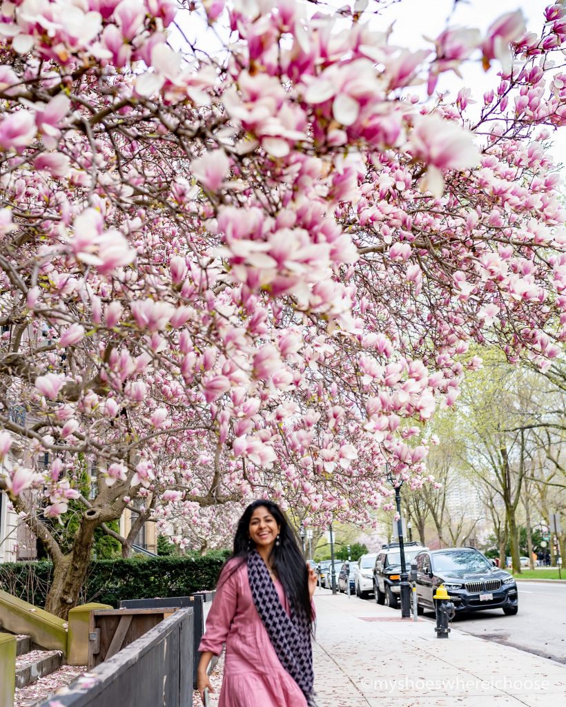 Magnolia trees lining Commonwealth Avenue, Boston