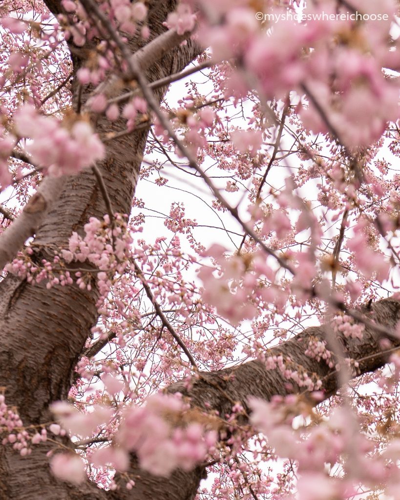 tree with spring blooms