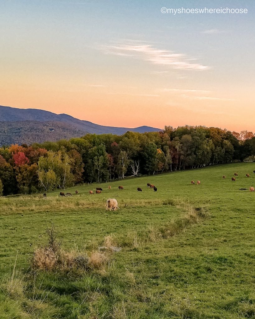 cows grazing in a farm