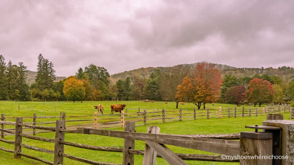 cows grazing at Billings Farm during Fall in Vermont New England