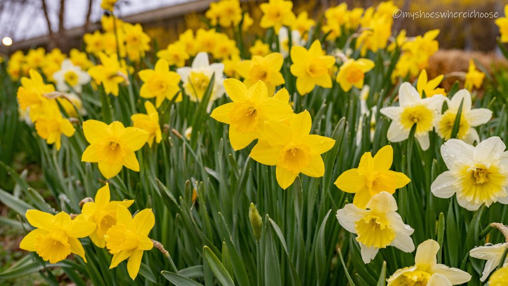 Daffodils have reached peak bloom in Massachusetts