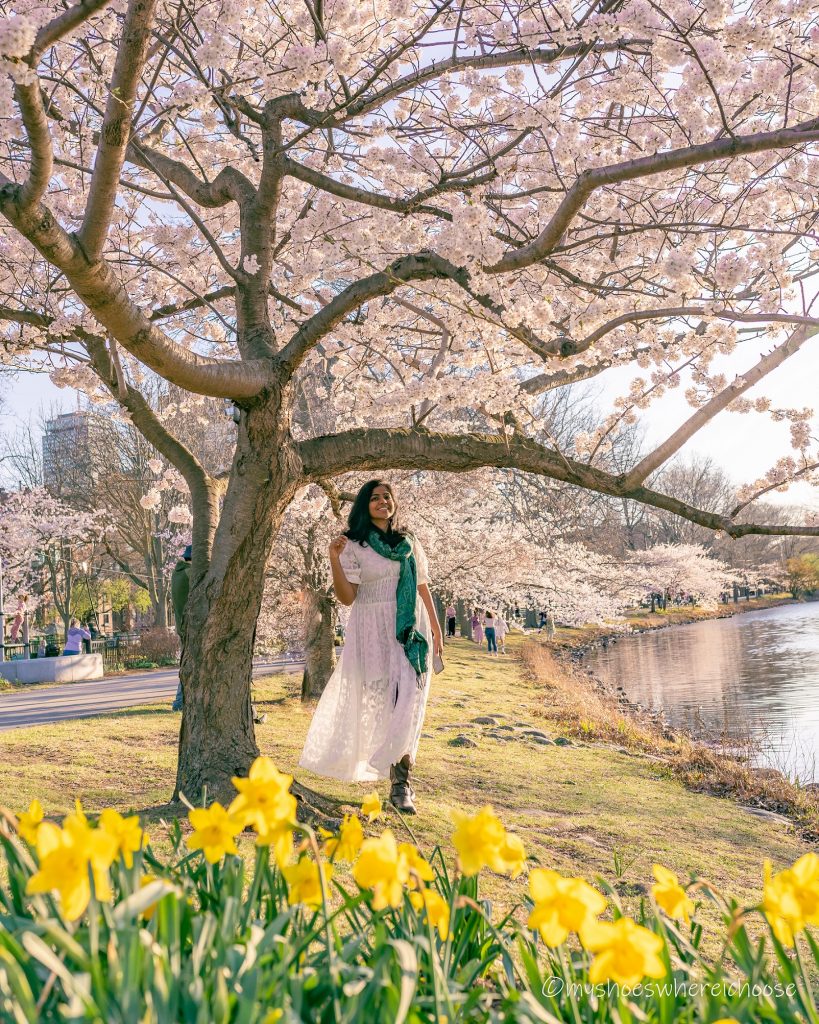 Magnolia and Cherry Blossoms in Boston - Charles Esplanade!