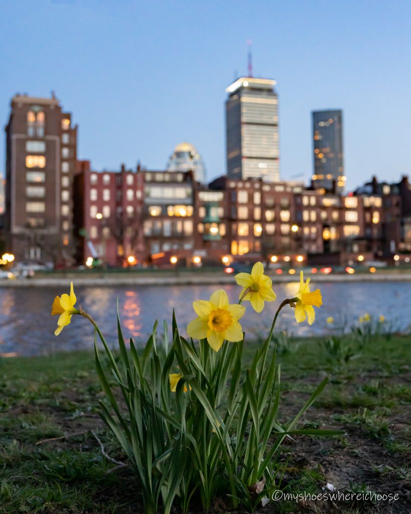 Daffodils in Boston charles esplanade prudential tower