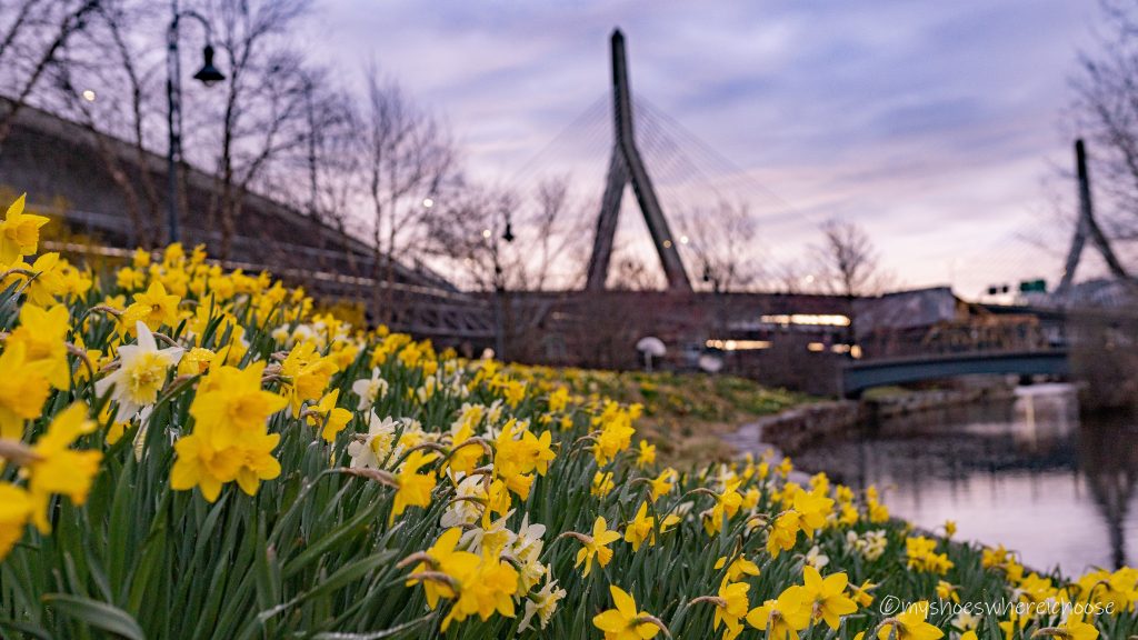 Daffodils near Zakim Bridge at dawn