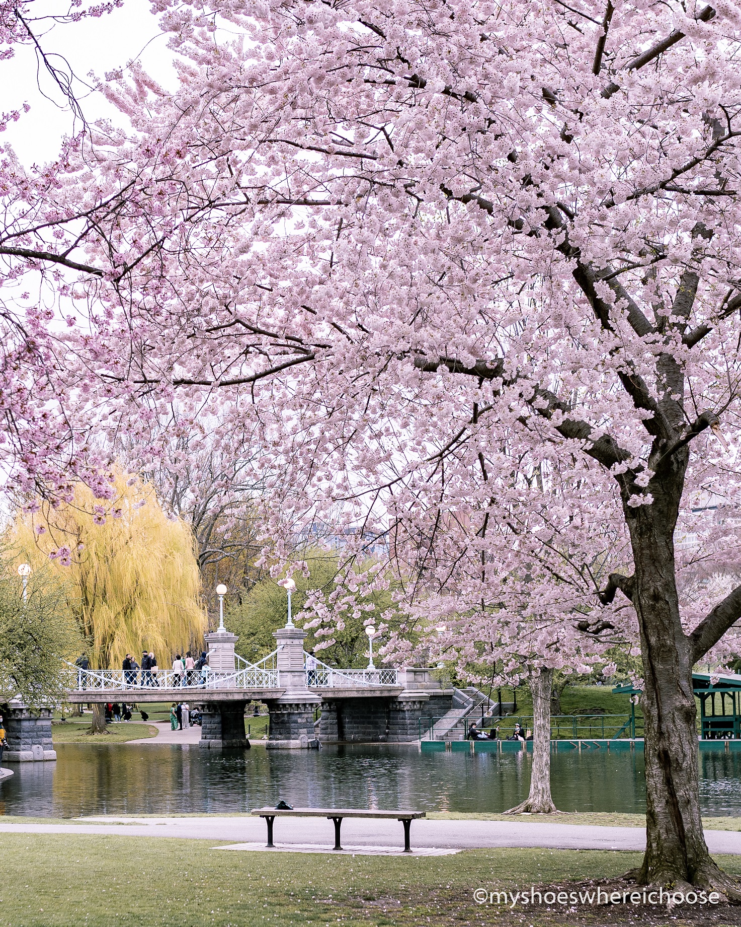 5 Places for Magnolia and Cherry Blossoms in Boston | My Shoes Where I ...