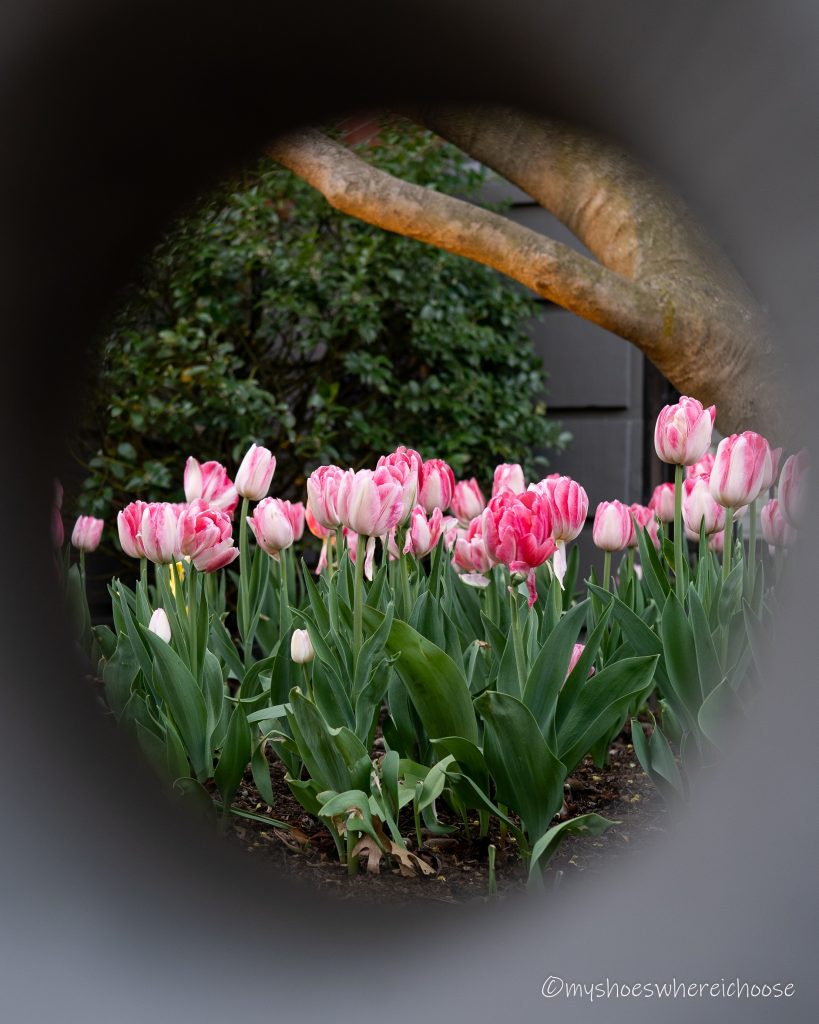 tulips in boston back bay