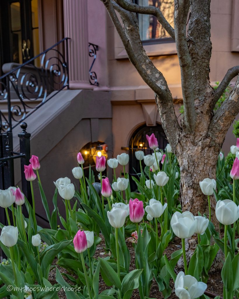 Pink and white tulips along Comm Ave Boston