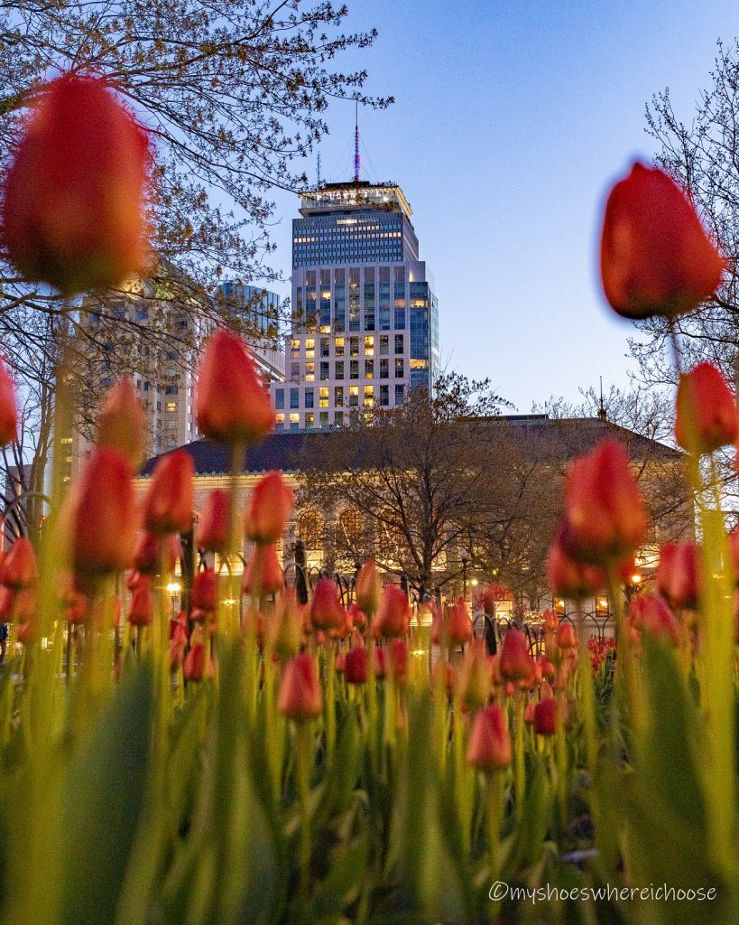 Tulips in Boston Copley Square