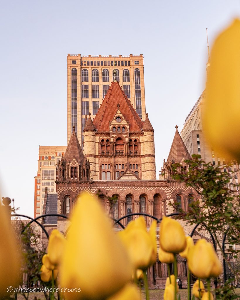 tulips at copley square boston