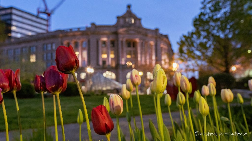 tulips in boston dewey square