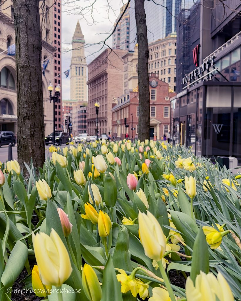 tulips in boston old state house