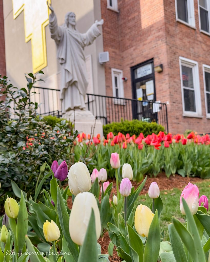 tulips in boston peace garden north end