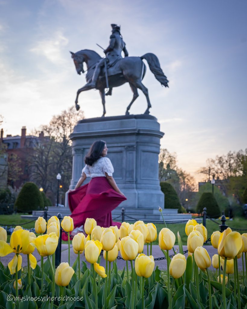 tulips in boston public garden