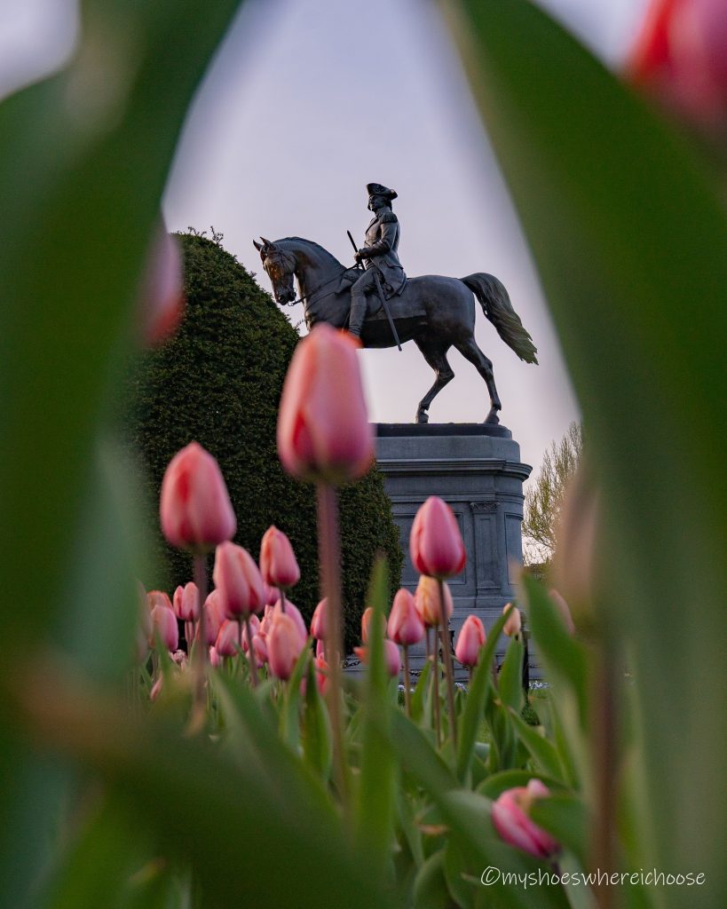 tulips in boston public garden