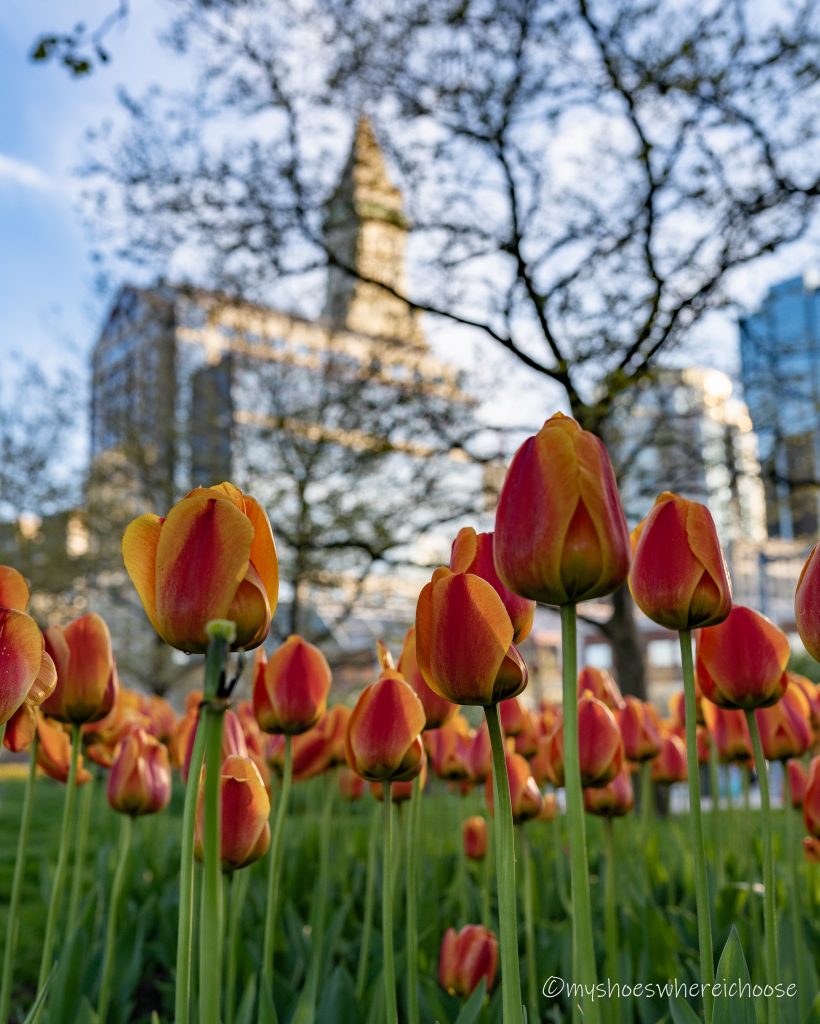 tulips in boston waterfront park