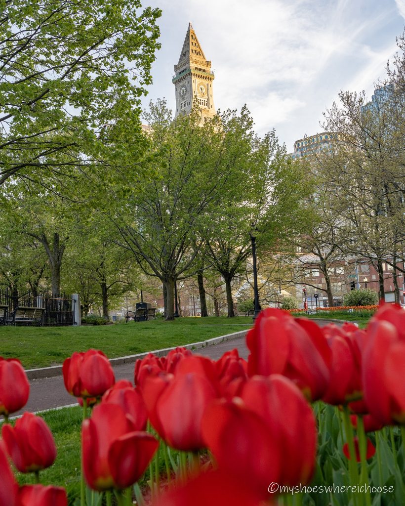 Red tulips in the foreground, custom house in the background